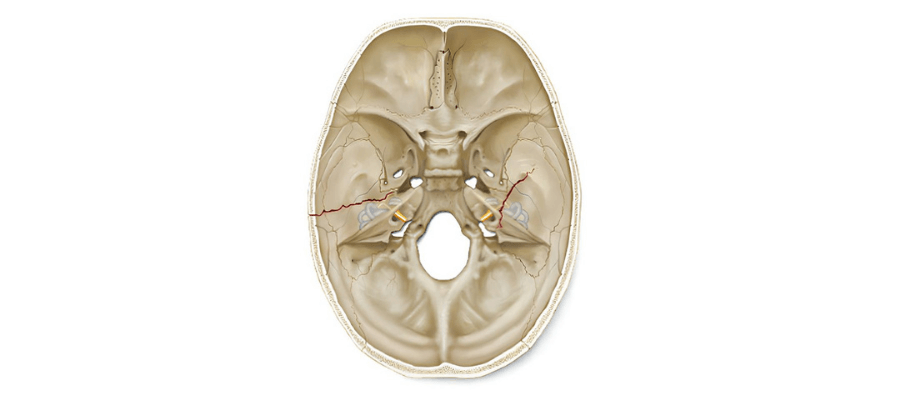 anatomy-and-tasks-of-the-facial-nerve.png (68 KB)