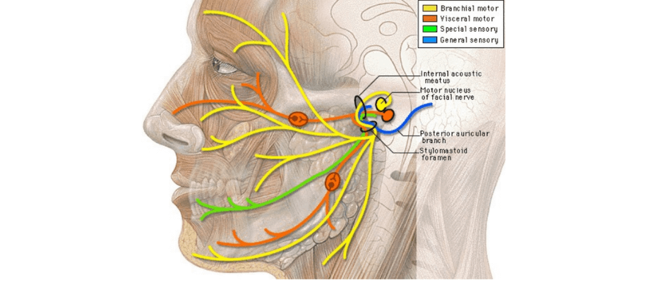 Facelift For Facial Paralysis